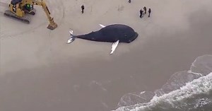 Dead whale found at Lido Beach in Nassau County