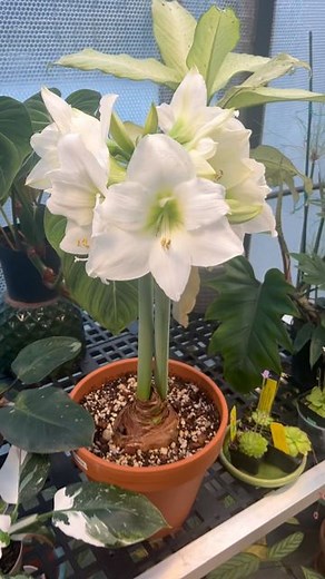 Raffaele Di Lallo on Instagram: "What to do with #amaryllis after blooming? Check out my story today to read my blog post with the important details. . . . . . #ohiotropics #houseplantwarrior #amaryllis #amaryllisbulb #amaryllisflower #hippeastrum #plantcare #plantcaretips"