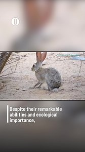 Have you ever spotted a wild rabbit in Oman? #Oman #Wildlife #rabbit | Oman Observer