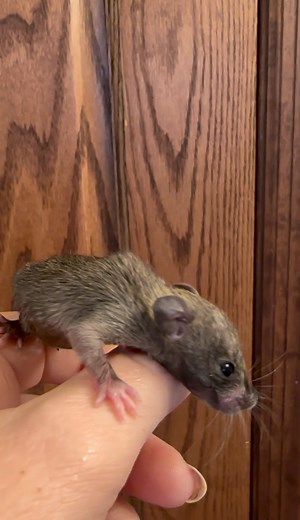 5K views · 178 reactions | Claude opened his eyes! Hello little...