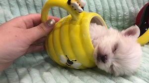 😍😍😍 | TeaCup Maltese Pups