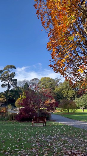 Our Botanic Gardens, absolutely decked out in oranges and yellows 🥹🥹🍁🍂 #christchurch #chch #christchurchnz #nz #botanicgardens #hagleypark #autumn Christchurch Botanic Gardens | Ōtautahi Christchurch