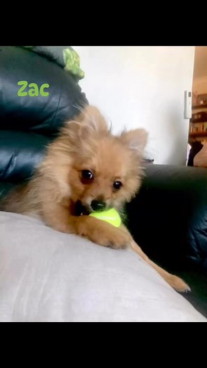 Zac, 5 month old #pomeranian | Lange Charles Roland