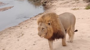 20K views · 469 reactions | On safari, the majesty of the plains camp...