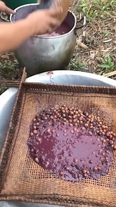 We need to plant Acai tree in Ghana | Shadrack Agyekum