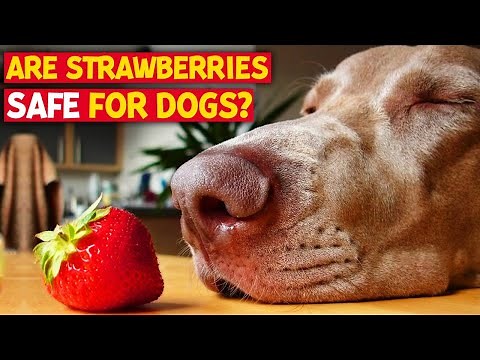 Can Dogs Eat Strawberries and Blueberries 7 Awesome Facts You Need To Know