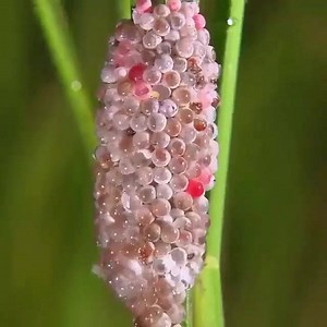 7.9K views · 157 reactions | This aquatic gastropod is a Golden Apple...