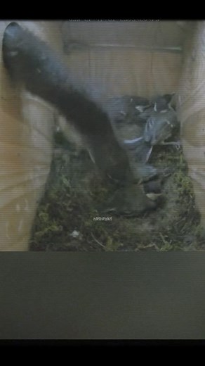 10K views · 69 reactions | Beast Attacks Blue Tit's Nest #feedingtime #wildlifeonearth #birdseyeview #animalscience #birdsofafeather #birdsofprey #birdlife | Baby Bird Bites | Facebook