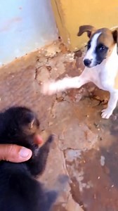 320K views · 2.3K reactions | Filhote de cachorro estranho | Lucas raiz 01 | Facebook