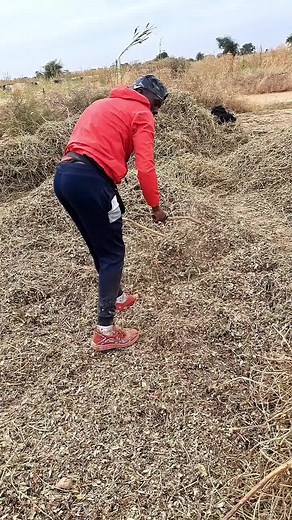 Harvesting Crops in a Rural Setting