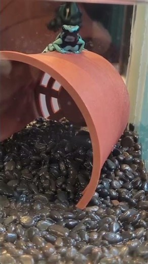 迷彩箭毒蛙Dendrobates Azureus/Taipei Zoo