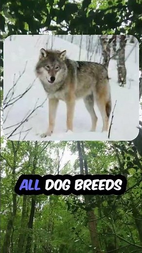 History Of Selective Breeding Dogs🐕 #education #facts #shorts