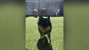 Lucky Dog Pool Party 3/22/25 殺☀️ | Lucky Dog Pet Resort | Facebook