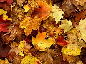 Leaf Collection To Begin In Late October In Alexandria