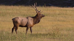 Wildlife of the West