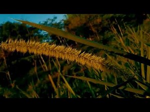 AESTHETIC VIDEO ALAM | CINEMATIC HUTAN KEREN | NATURE CINEMATIC VIDEO
