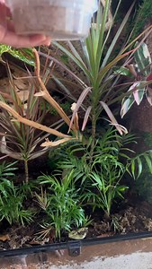 Adding clean up crew to my Reptizoo 24” x 18” x 36” 🫶🏻 Did anyone see the one isopod crawling up my finger instead of going into the substrate? XD - 𓆙 - #reptiles #reptileenclosure #vivarium #terrarium #bioactive #bioactiveenclosure #isopods #springtails #cleanupcrew #bugs #insects #reptilesofinstagram #petcontent | Roxy Sanders