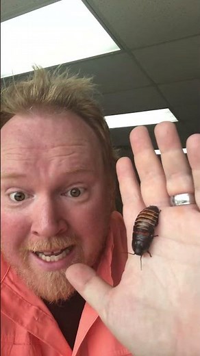 Madagascar Hissing Cockroach! #wasilscience #nature #wildlife #insects #science #school #biology