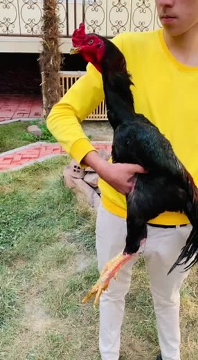 Exotic Rooster Showcase in Outdoor Garden