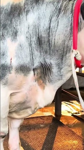 The Most Muscular Belgian Bull in the World 💪 | Incredible Power and Strength