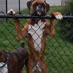 [Hot Item] PVC Color Residential Chain Link Fencing for Dog Run.