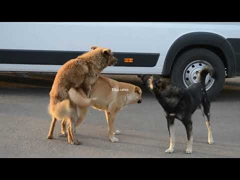 Dog mating / apareamiento de perros