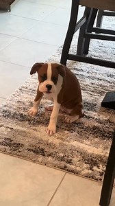 16K views · 1.3K reactions | Babes been howlin since day 1  V.credit @rue.the.boxer #boxerdog #boxer #doglife #dog #pet | I Love Boxers | Facebook