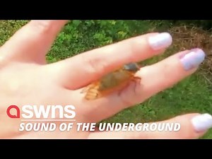 Trillions of cicadas emerge from the ground in the US for the first time in 17 years | SWNS