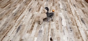 Billie & Gracie! | Mutt Nuts