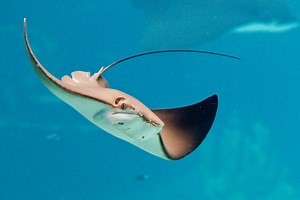 Stingray Attack Leaves Woman With 6-Inch Barb in Her Arm