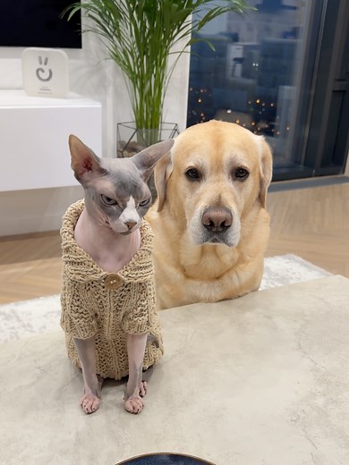 Неожиданные друзья с печеньем