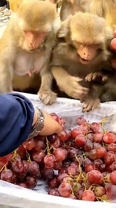 feeding Australian red grapes 🍇 #feedinganimal #grapes | Random Monkey