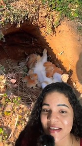 13K views · 97 reactions | Coelhinhos fofos #reacoesanimais #reaction #animais | RTV Notícias História | Facebook