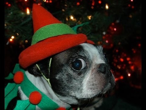 Christmas Pet Costumes