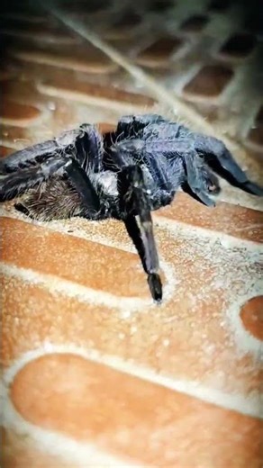 Close_up spider footage 🕷