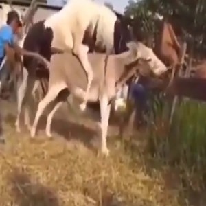 Animal Planet Amazing on Reels