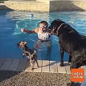 1.3K views · 73 reactions | Malin, ce Yorkshire !  | Rover.com | Facebook