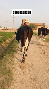 #hfcow #cow #cows #jerseycow Subhan Dairy Farm | Top Australian Cow For Sale Biggest Order Girolando Cow For Sale 40 Litre Milkin dairy farming in punjab india how to learn milking by hand how to make cow farm minecraft 1.21 how to make a cow farm in minecraft java 1.21 milk taking machine from cow yadav dairy farm gosaiganj lucknow how to make a leather farm in minecraft java 1.21 indian cow farming in india dairy farm instructor shortlist Medium volume. Content gap std 9 pashupalan swadhyay ch