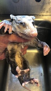 2.8K views · 34 reactions | Juvenile opossum being treated for fleas with dawn dish soap. | Wildlife,Inc. Education & Rehabilitation Center | Facebook