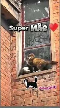 Final emocionante! | gata salva filhote. 😍 #shorts"😻#catlovers