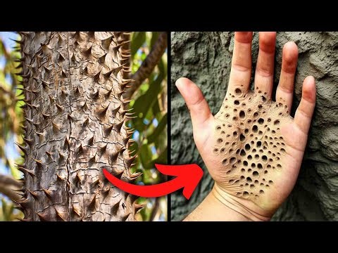 Most Dangerous Trees You Should NEVER Touch