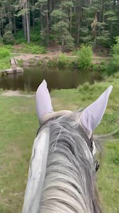 Everywhere you look there’s another stunning view 🪵🌲💦💚 #throughtheearsofahorse #horselife #trailridingadventures #horseriding 🐎 | Cannock Chase Trekking Centre