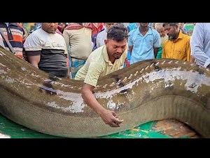 Fishing Adventure in Andar Manik River 🐟