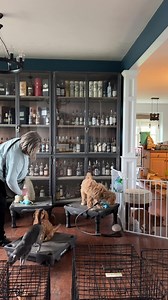 Training is an every day event. It’s cold and wet outside so we are staying home and working indoors. Working Place: Coco PBJ & JJ five month old Schmedium female available now Jimmy Candy Crush & Hammer 18 week old mini owned by the Block family. Working level 1 Sit: Yusha on leash 10 week old Glitch & Buyter baby owned by K Pappas York 10 week old Schmedium male Glitch & Butter baby who is Available. York appears around 2:33 min. Special appearance is Sulu the cat. Entire session was 27 minute