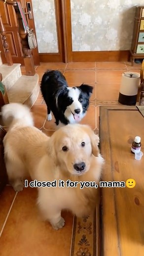 WoofWoofTV on Instagram: "The goodest boy 🥹😅"