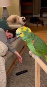243K views · 3.1K reactions | The most annoying alarm clock in the solar system! 列 #talkingparrot #parrots #parrotlover #babylove | Moparmania | Facebook