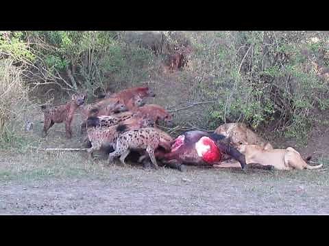Hyena's chase lionesses off their kill