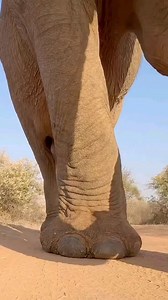 Harami Legends on Reels