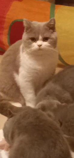 Głodomory 😍😍❤️. #hodowla #hodowlakotówbrytyjskich #koty #kociaki | Malbet Malbet