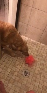 Doggo collects the shower toy (u wont be needing this anymore fren) | Doggos Doing Things